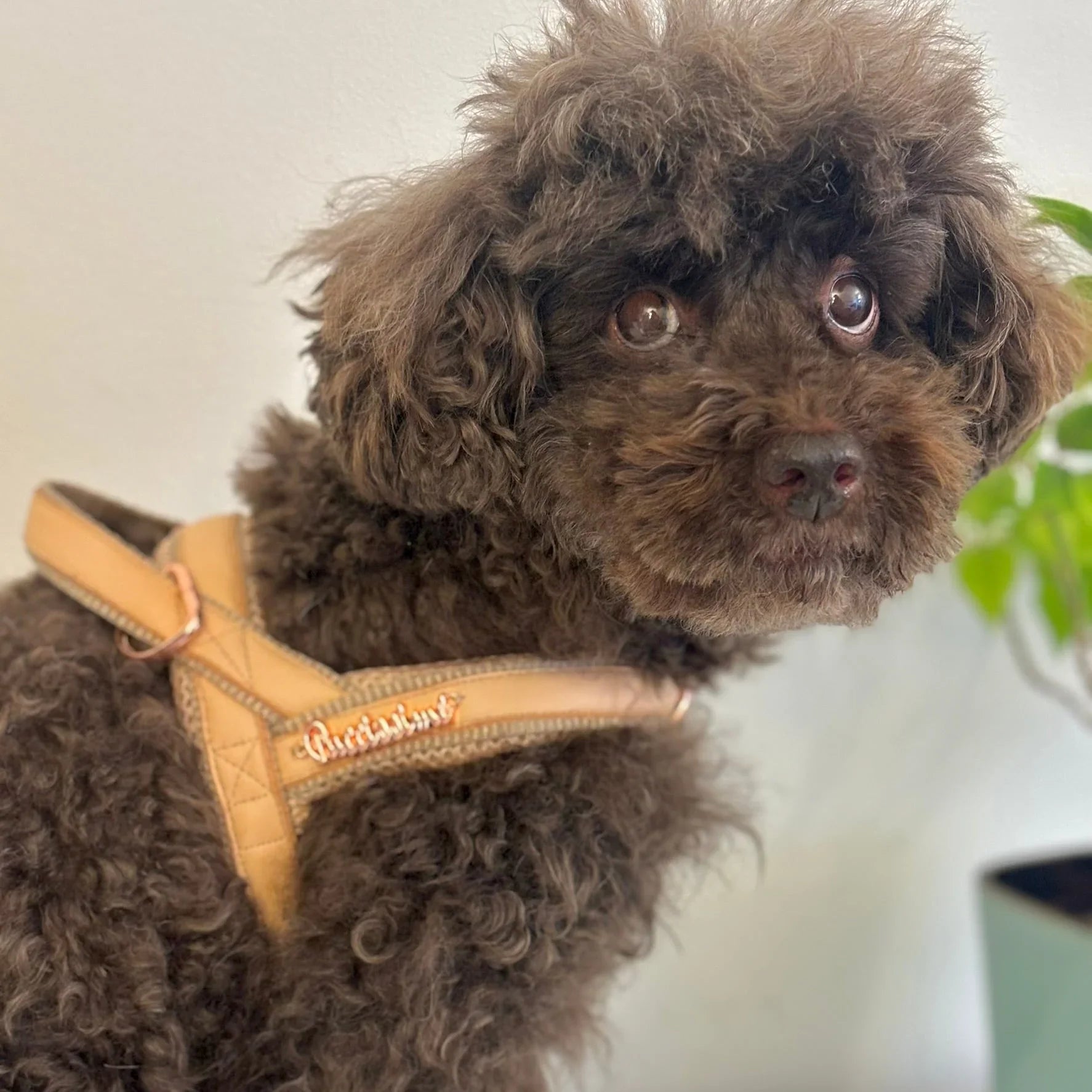 Brown poodle dog wearing beige harness indoors near a plant