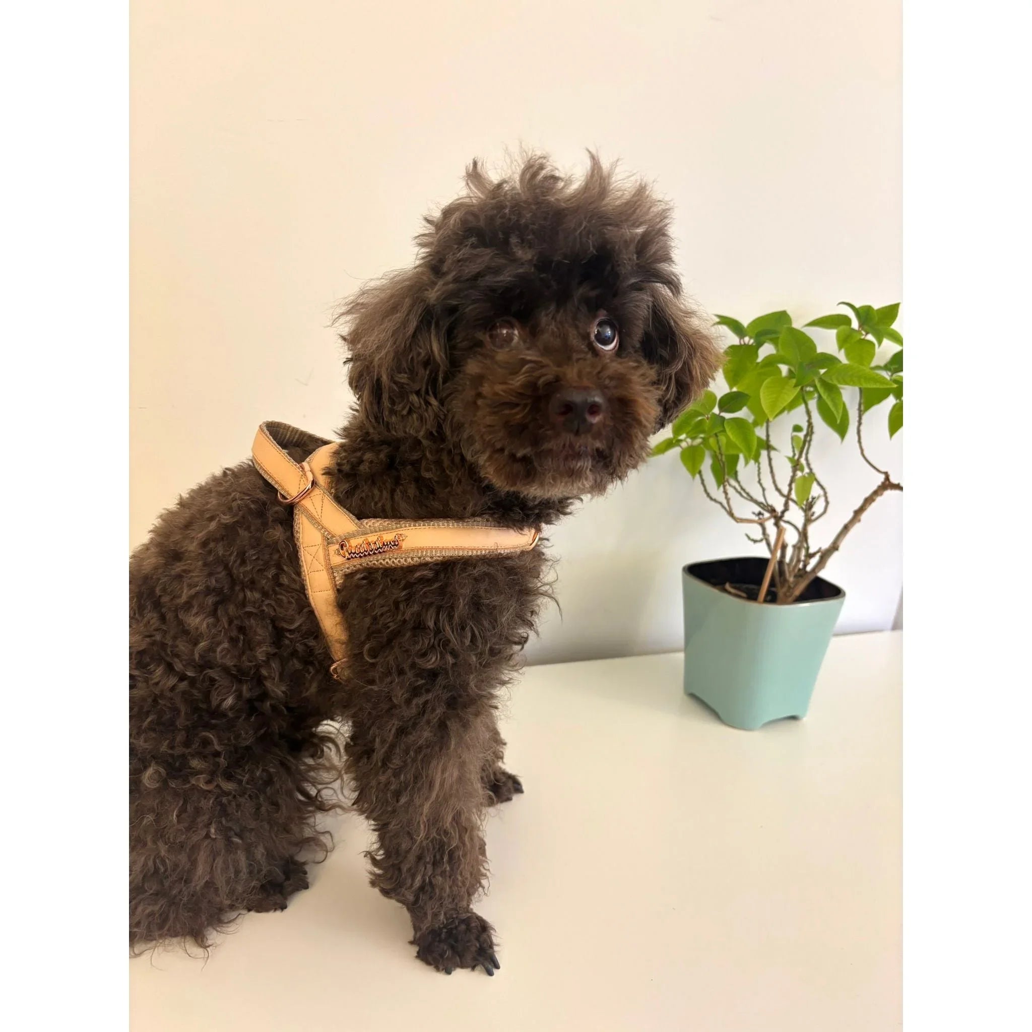 Small brown poodle wearing tan harness beside green potted plant on white table