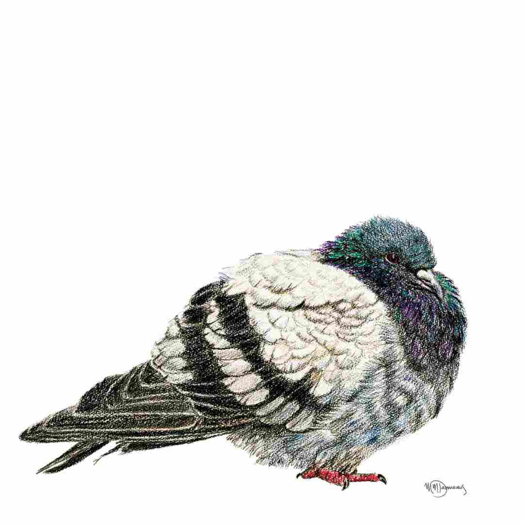 Illustrated pigeon greeting card with detailed feathers on a white background