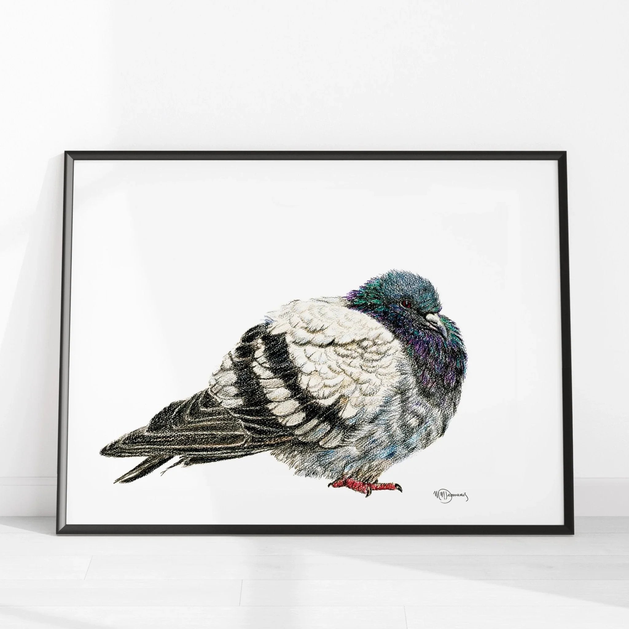 Framed pigeon illustration print with detailed feathers against a white background