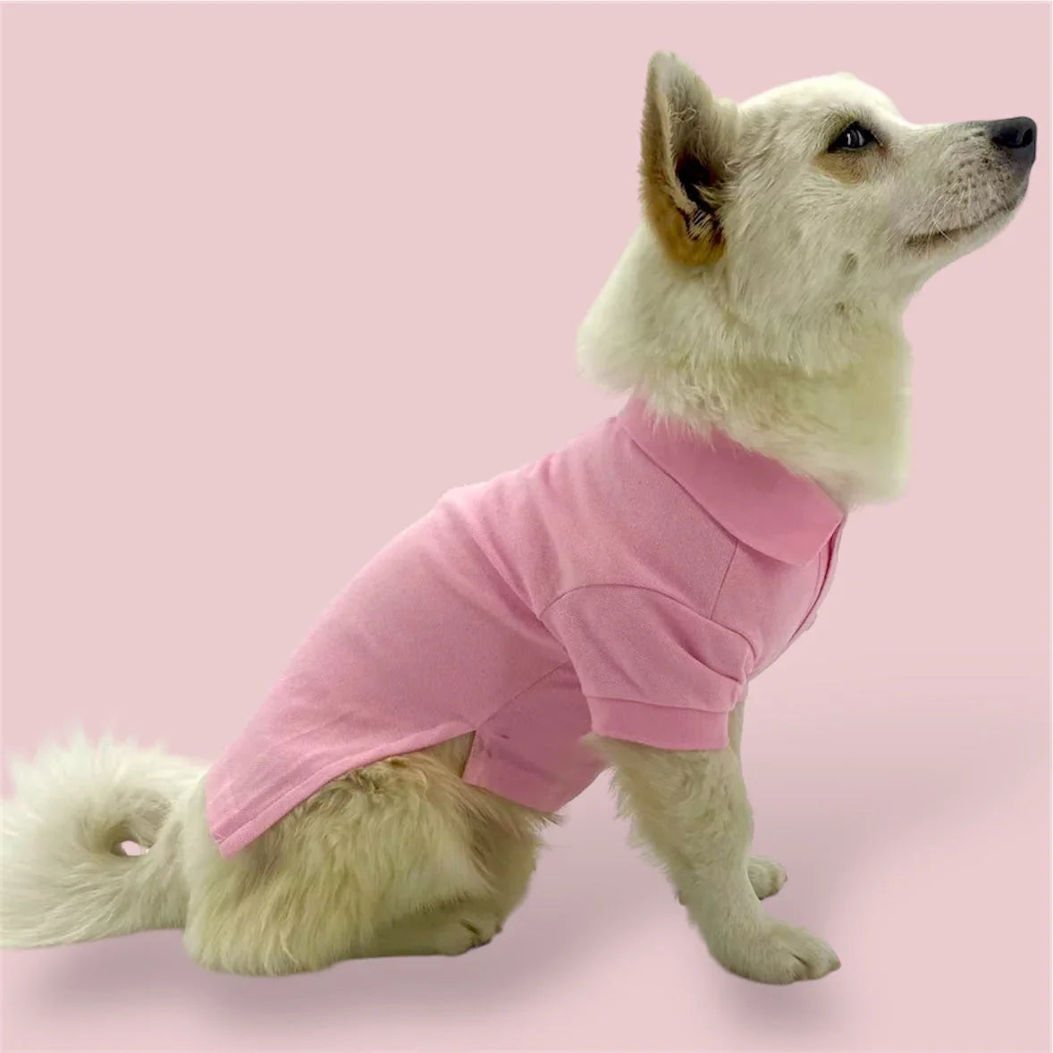 White fluffy dog in pink polo shirt sitting on pink background