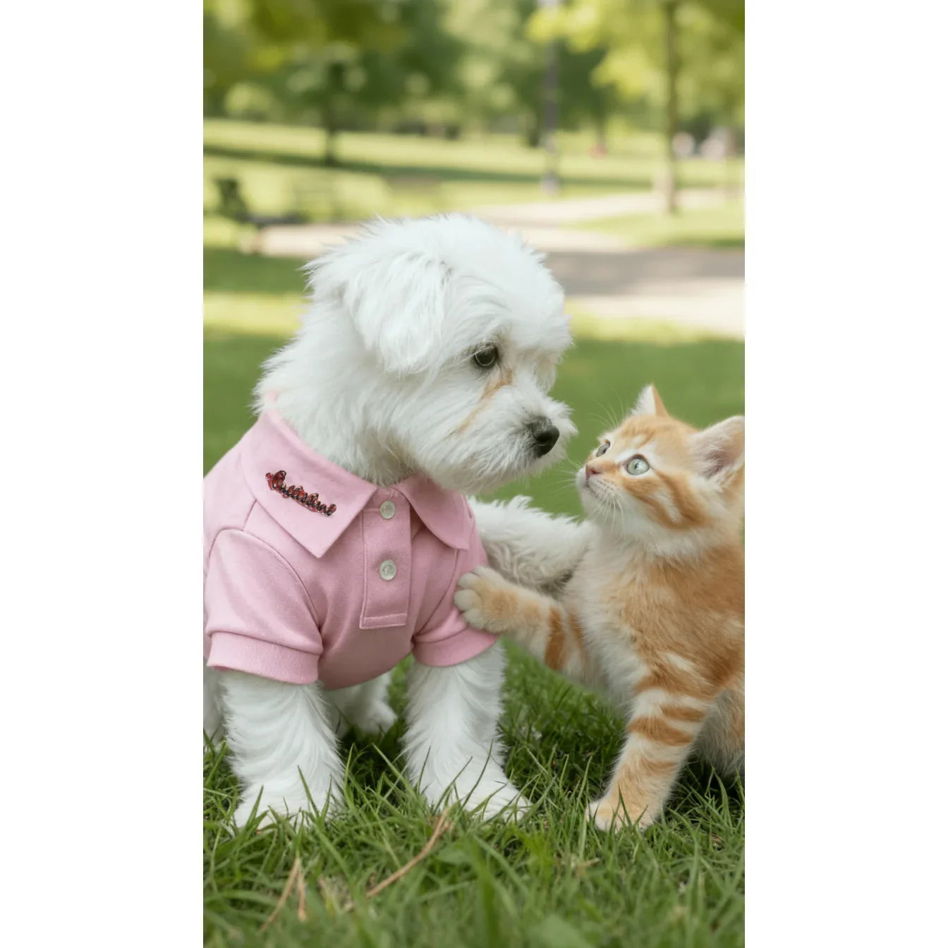 Small white dog in pink shirt with orange kitten on grass in park