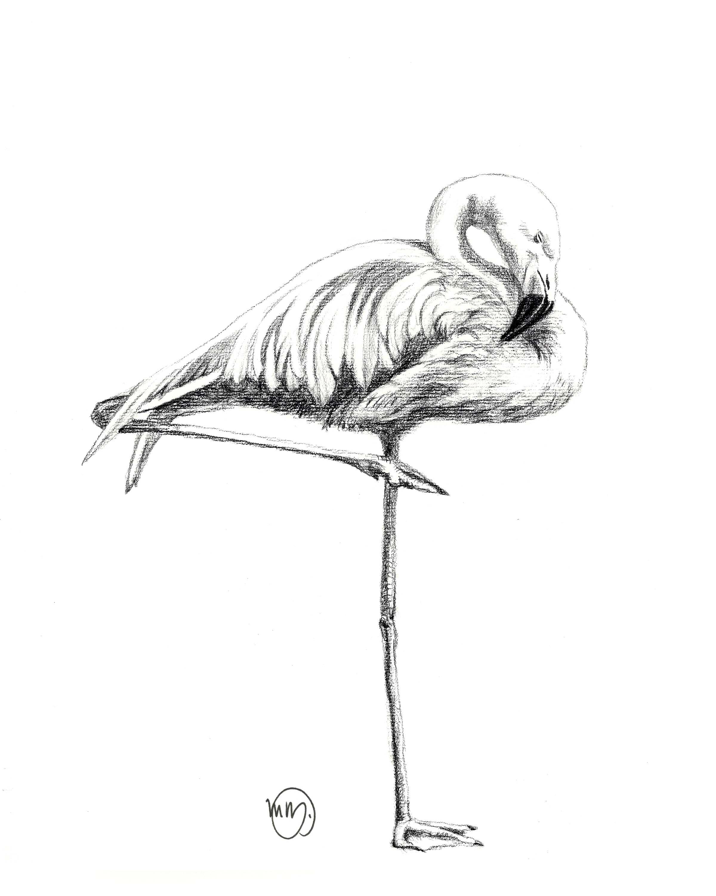 Pencil sketch of a flamingo standing on one leg, minimalist white background