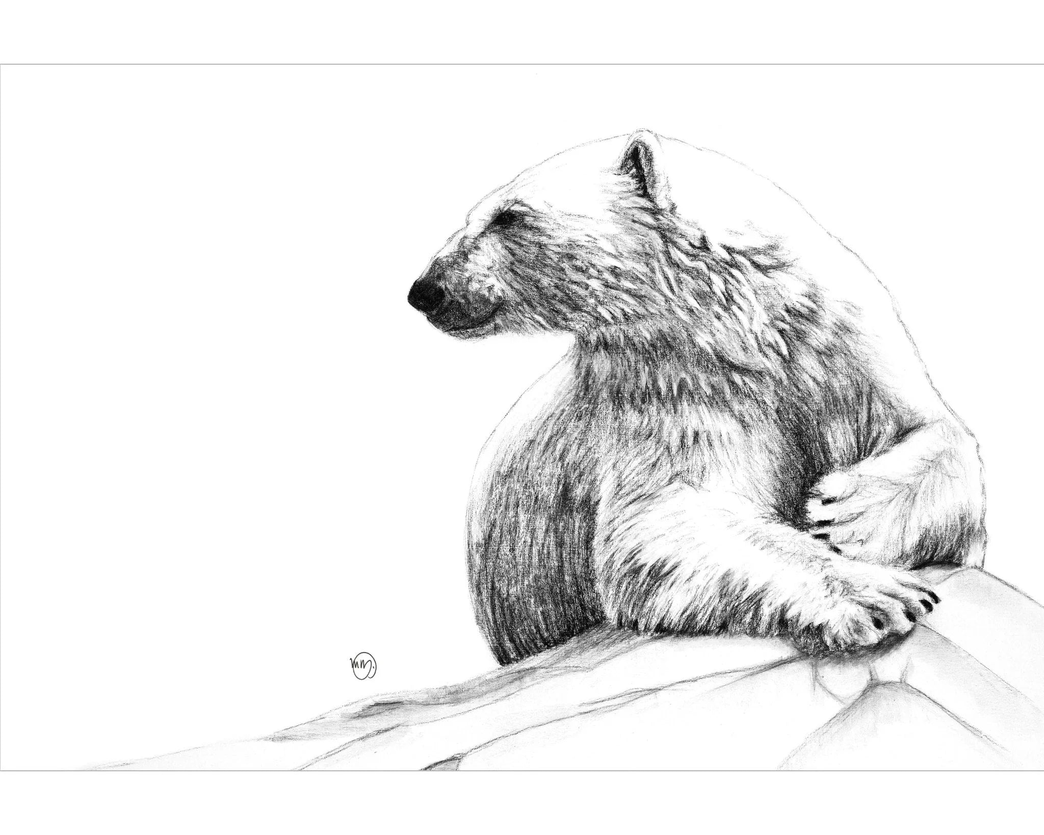 Realistic pencil drawing of a polar bear resting on ice, detailed fur texture visible.