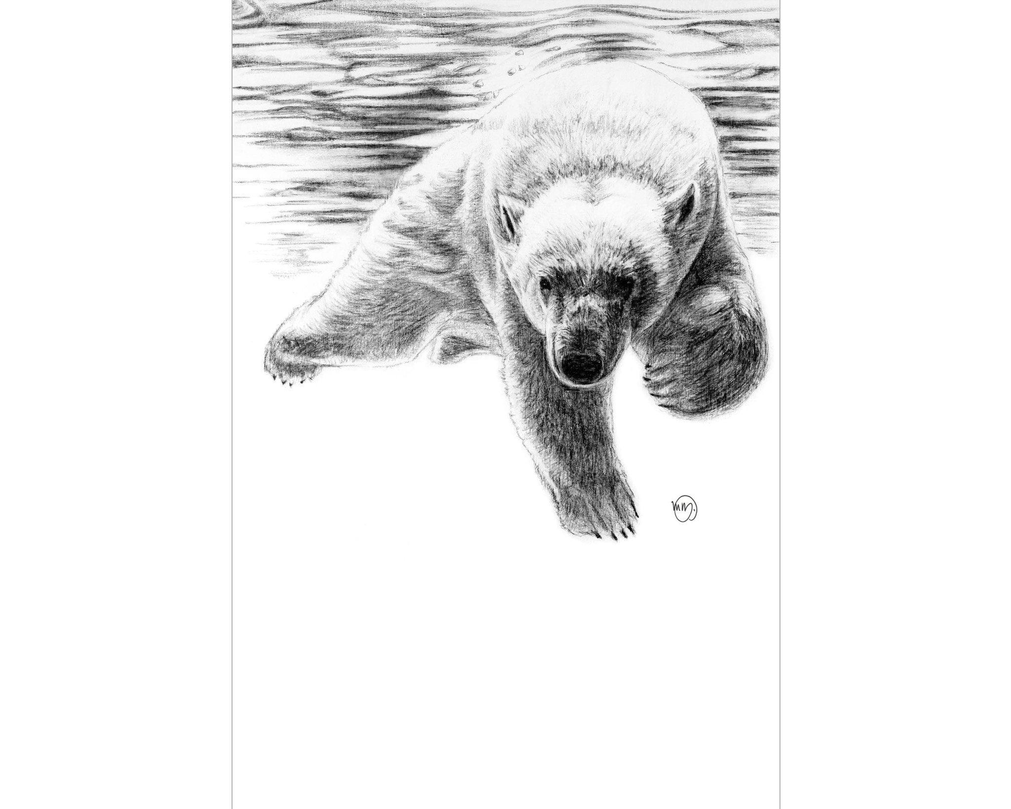 Pencil drawing of a polar bear swimming with water reflections above