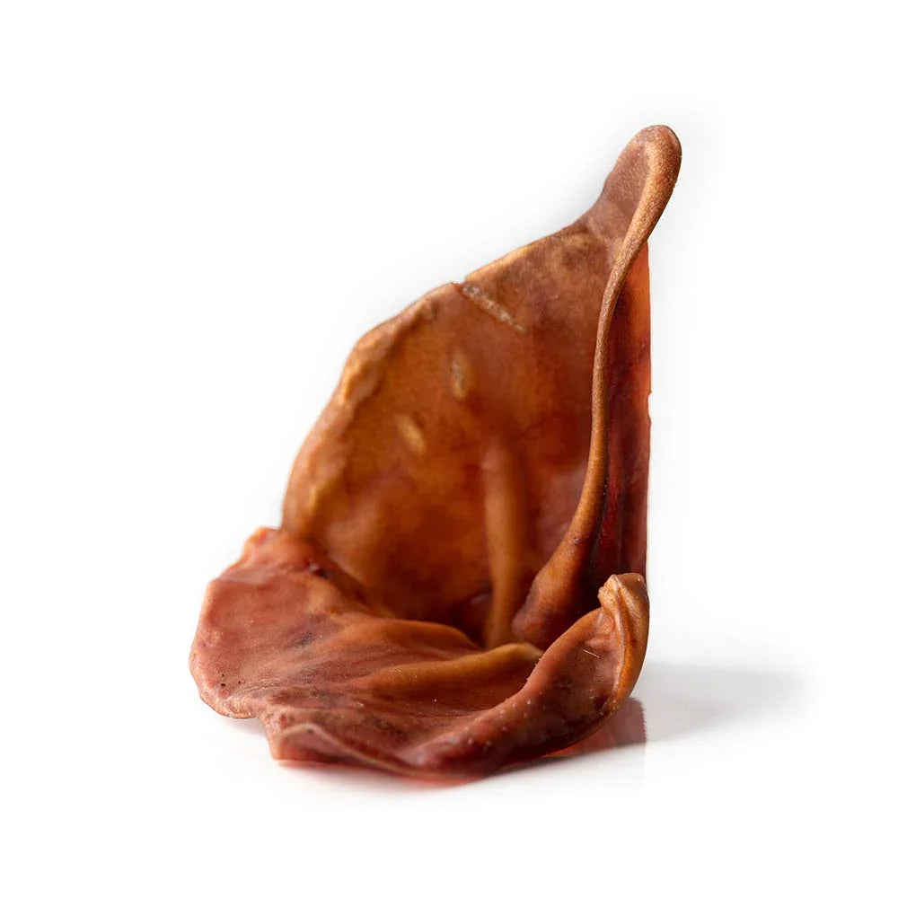 Single dried pork ear dog treat on white background