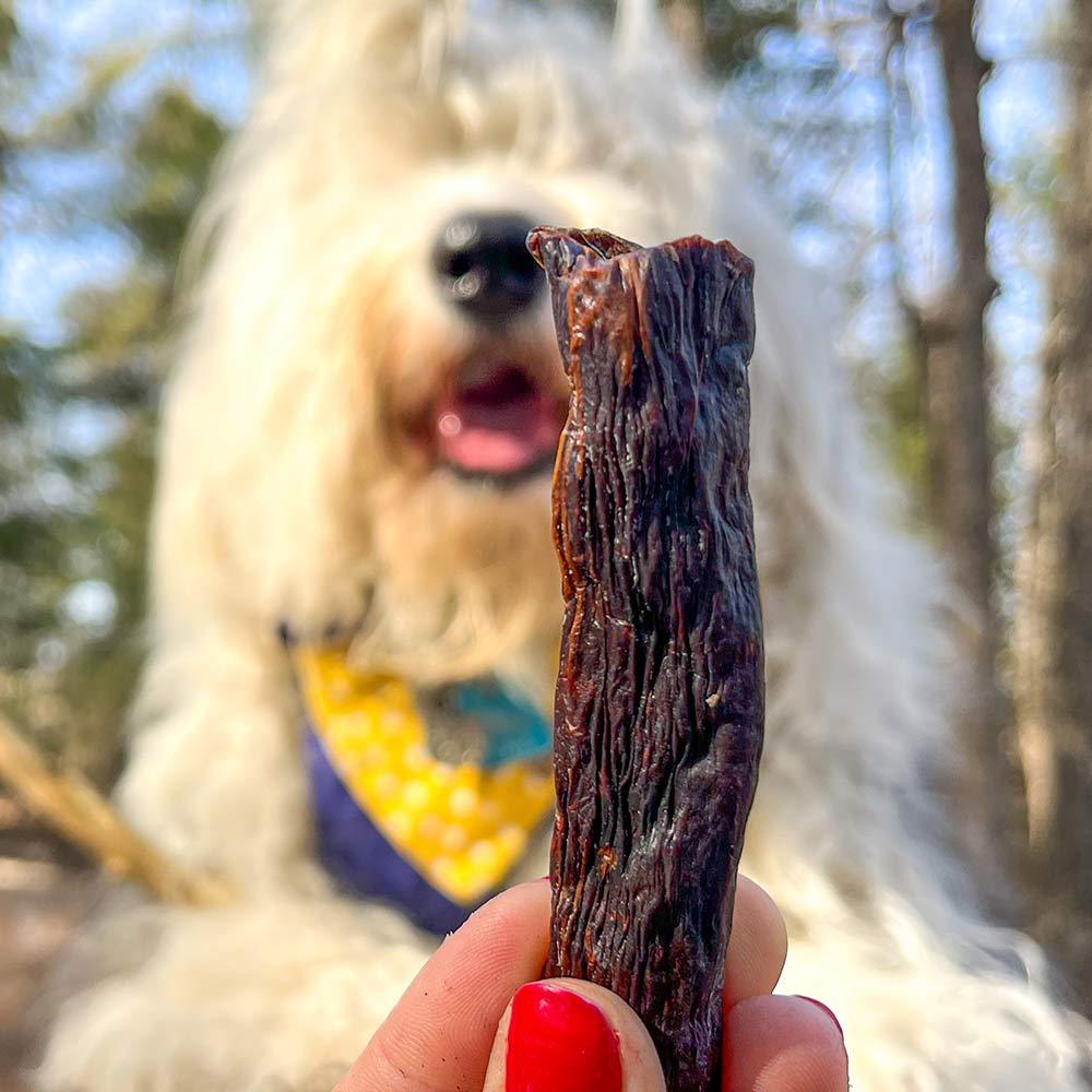 Hand holding a rabbit beaver stick dog treat, fluffy dog blurred in background outdoors