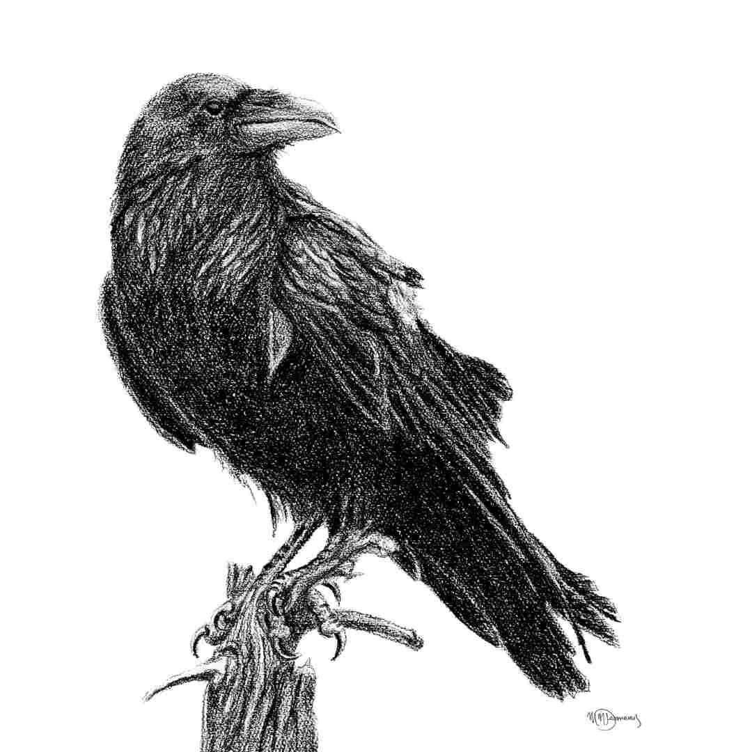 Raven greeting card with detailed black ink drawing of a raven perched on a branch