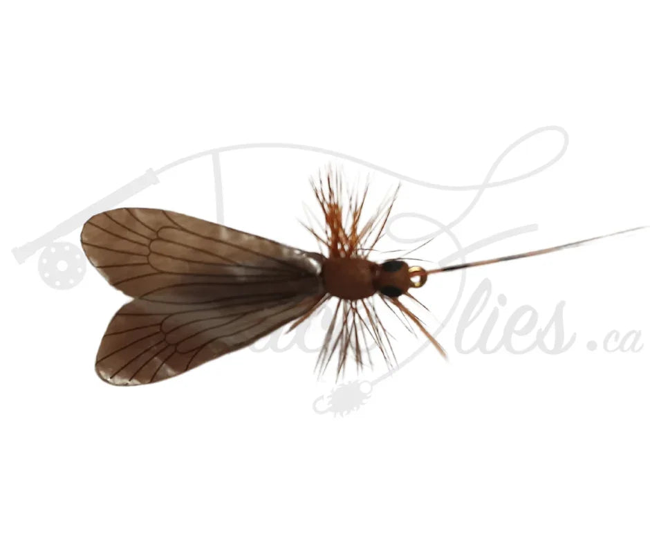 Realistic dark brown caddis fly fishing lure with translucent veined wings on white background