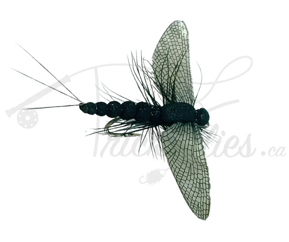 Realistic black spent mayfly fly fishing lure with detailed wings on white background