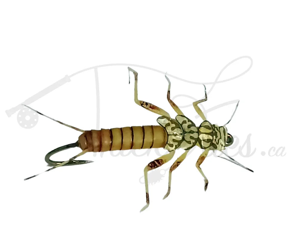 Tungsten Stonefly Nmyph - Steinfliegen Nymphe Tungsten Stonefly Nmyph - Steinfliegen Nymphe