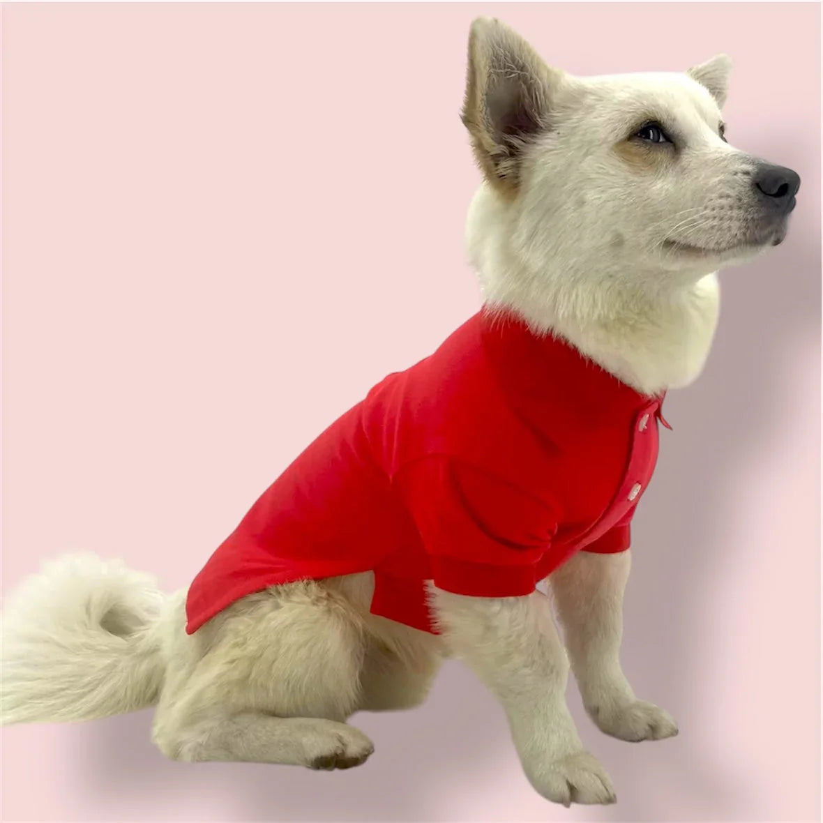 White dog wearing red polo shirt sits on pink background, pet apparel photography