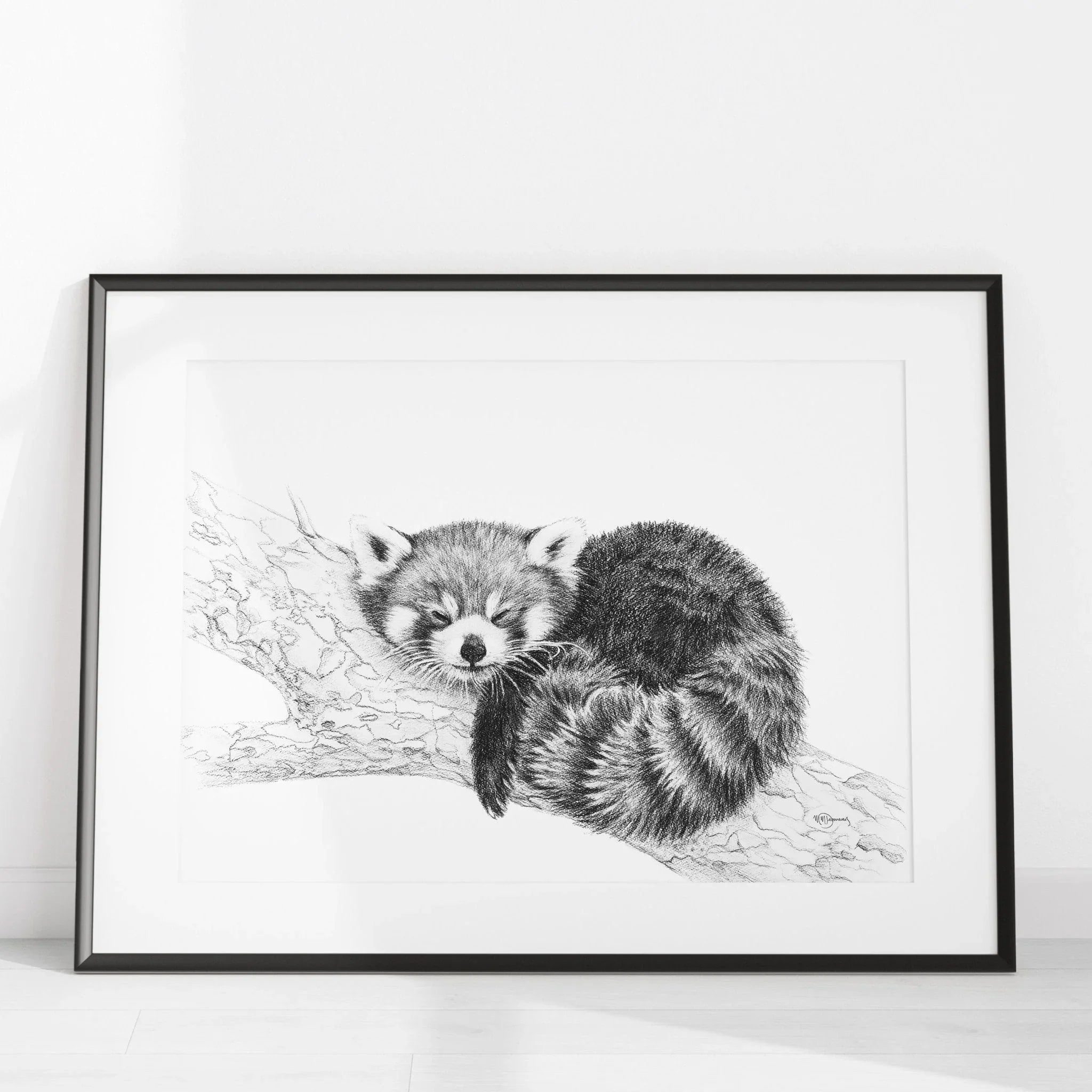 Framed black and white red panda illustration curled on a tree branch in minimalist room