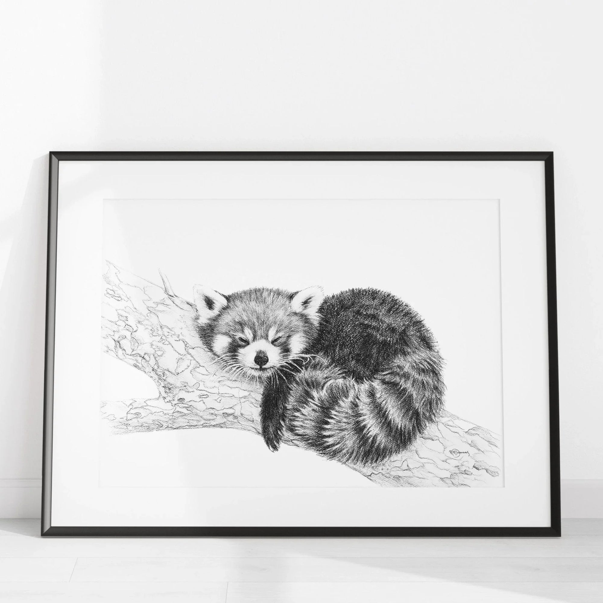 Framed black and white red panda illustration curled on a tree branch in minimalist room