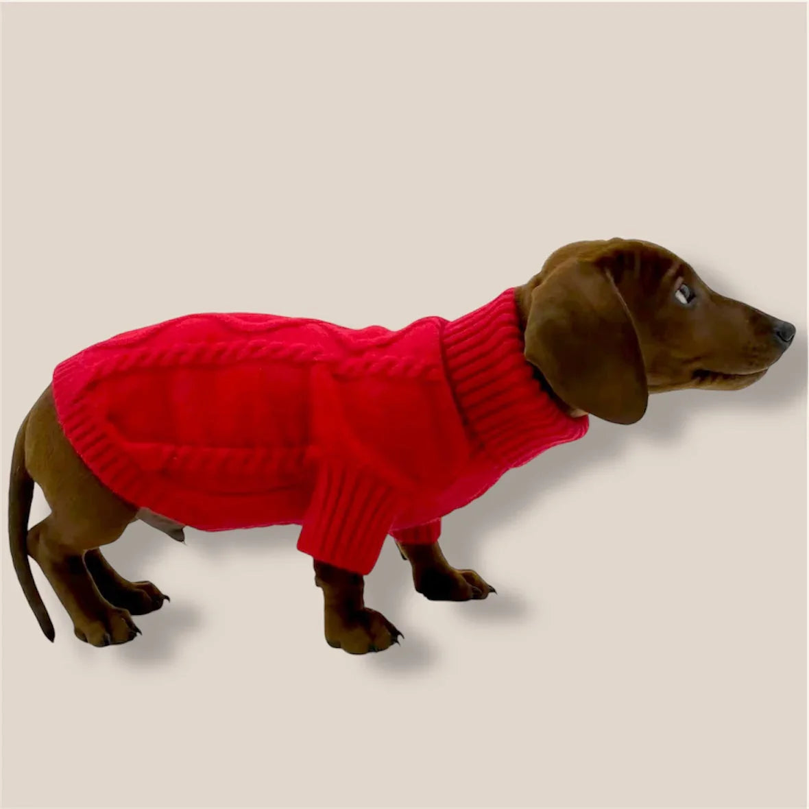 Brown dachshund wearing a red knit dog sweater on a plain beige background