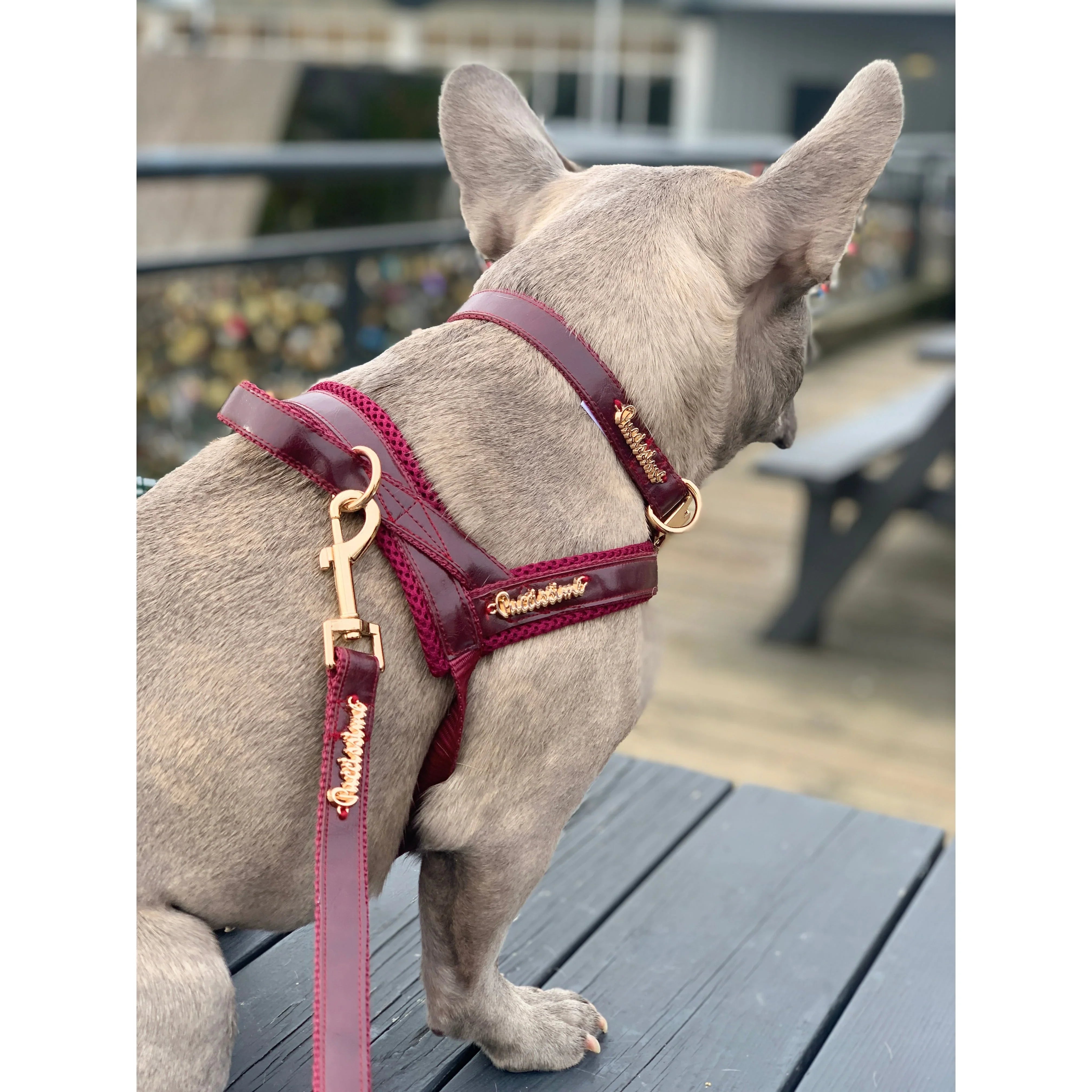 French bulldog wearing a burgundy dog harness and leash on a wooden bench outdoors