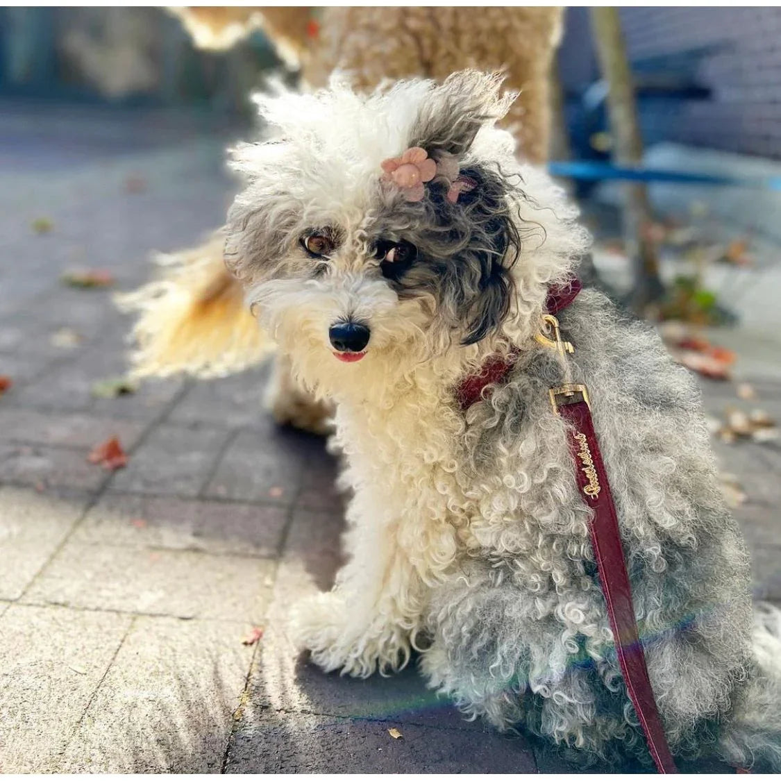 Curly gray and white dog with pink bow on head, wearing burgundy leash outdoors on pavement