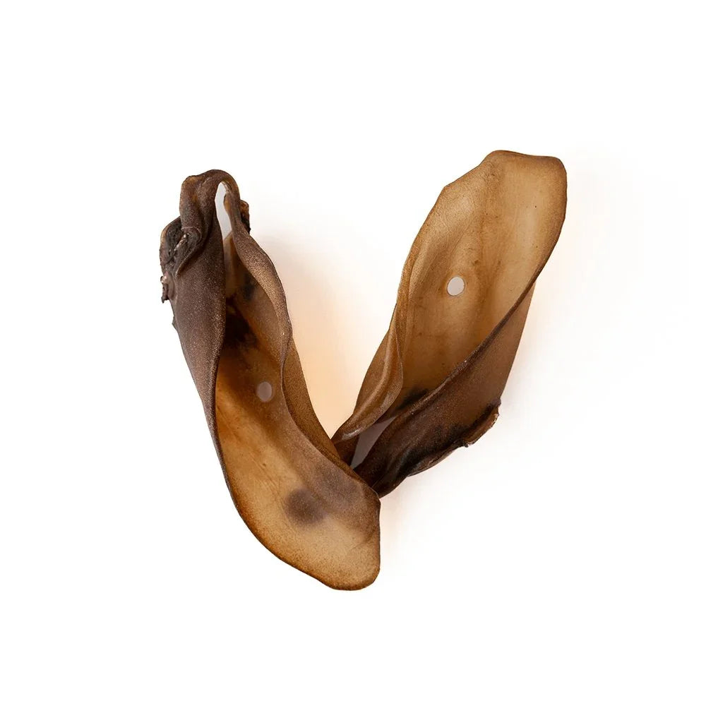 Single dried beef ear dog chew treat on a white background