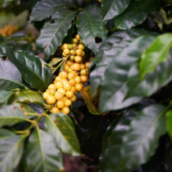 Yellow coffee cherries growing on a branch with lush green leaves in Colombia