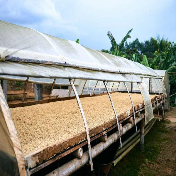 Colombian coffee beans drying on raised beds in a greenhouse at a coffee farm