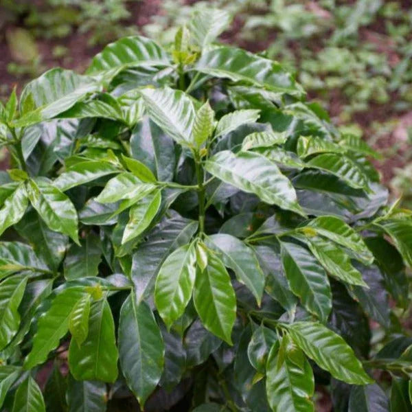 Healthy green coffee plant with glossy leaves growing outdoors in Colombia