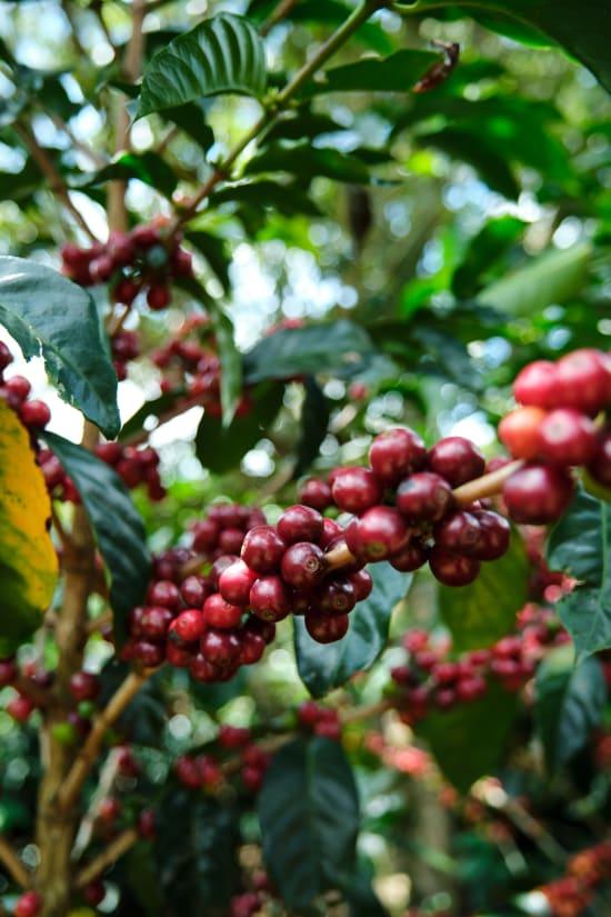 Ripe red coffee cherries growing on a branch in a lush Costa Rica coffee plantation