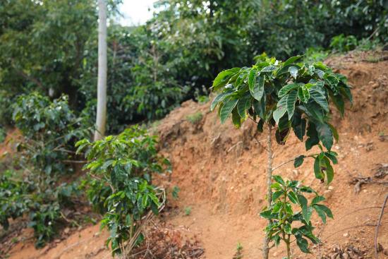 Young coffee plants growing on a hillside farm in Costa Rica