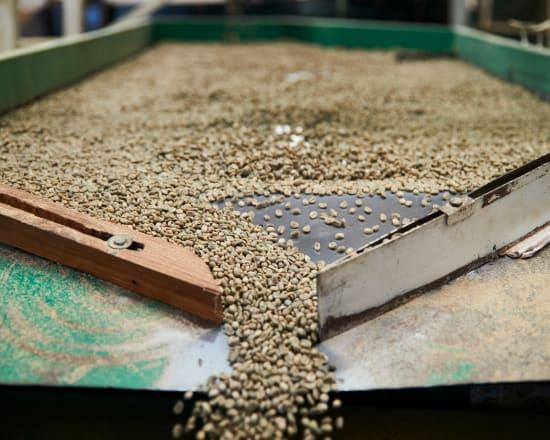 Raw green coffee beans being processed on a sorting table at a coffee mill