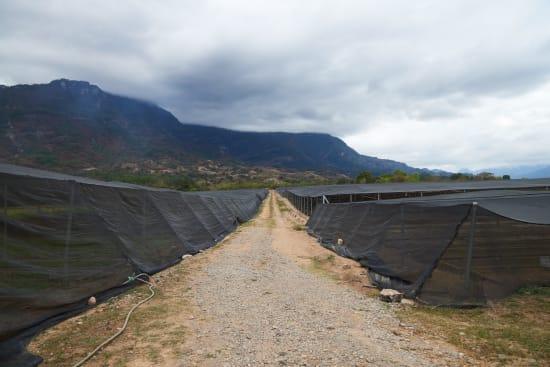 Coffee drying beds at Chiapas Mexico farm with mountains and cloudy sky in background