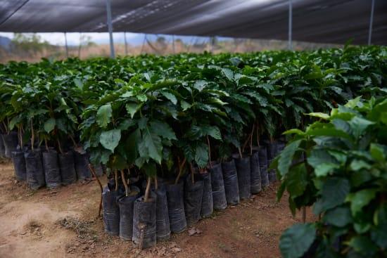Young coffee plants in black plastic bags under shade in a nursery, Mexico coffee farm