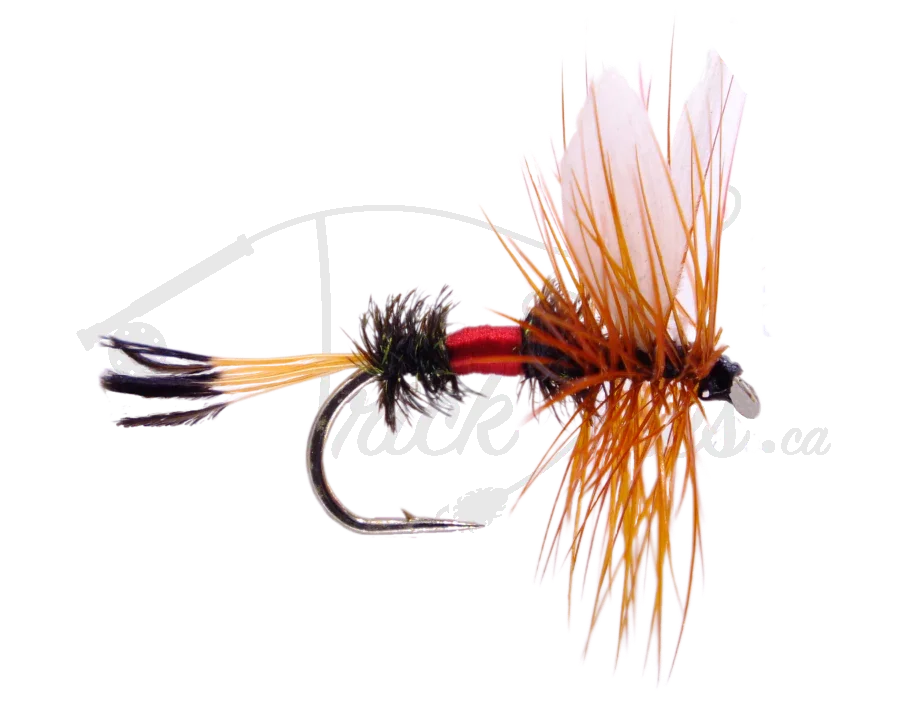 Royal Coachman fishing fly with red body, brown hackle, and white wings on a hook