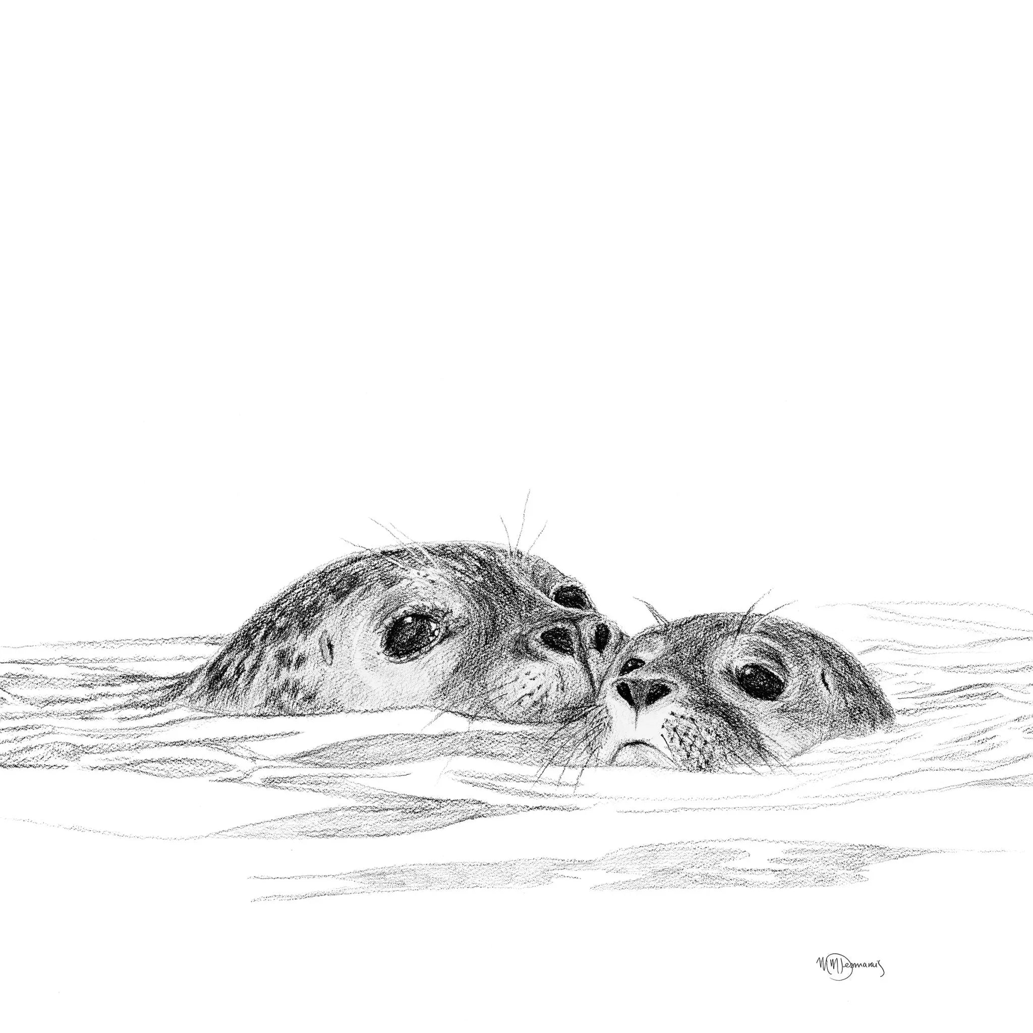 Pencil drawing of a seal and pup swimming together in water