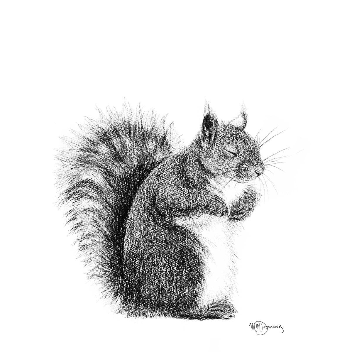 Sleeping squirrel illustration with fluffy tail, hand-drawn graphite animal art