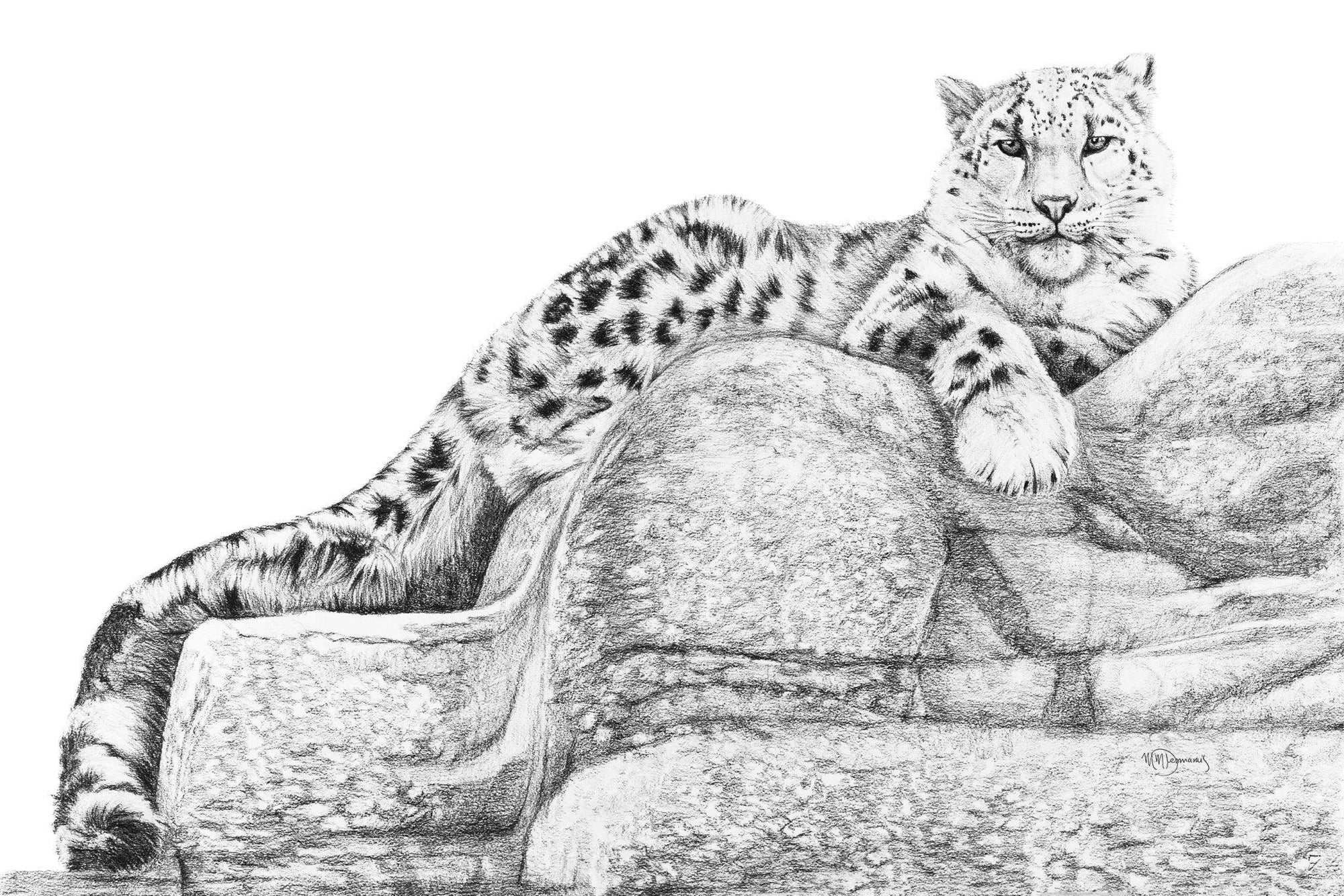 Snow leopard illustration resting on rocks, detailed black and white wildlife art