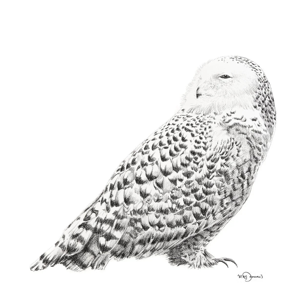 Detailed pencil drawing of a snowy owl with white and black feathers on a plain background.