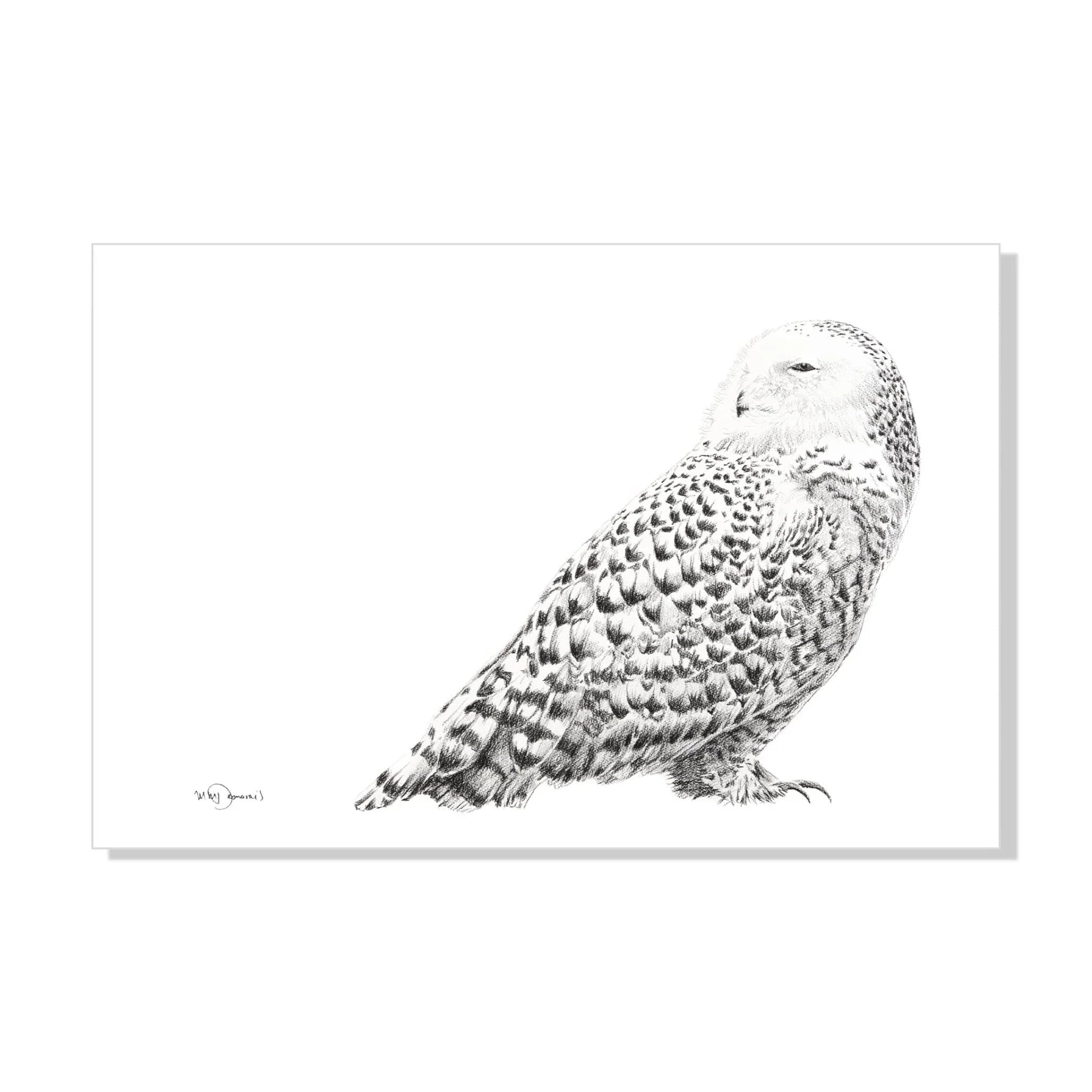 Detailed black and white illustration of a snowy owl with patterned feathers on white background