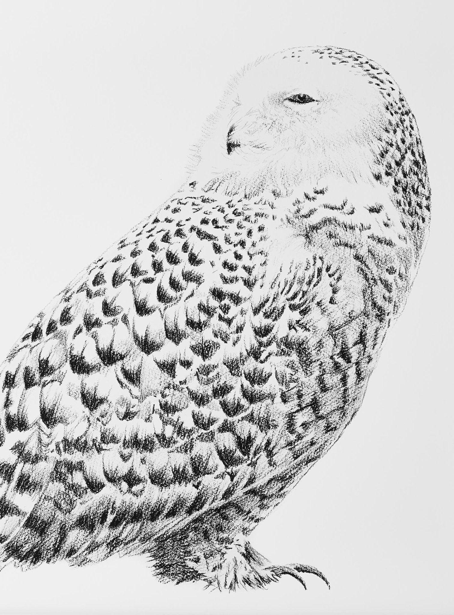 Black and white sketch of a snowy owl with detailed feathers on a plain background