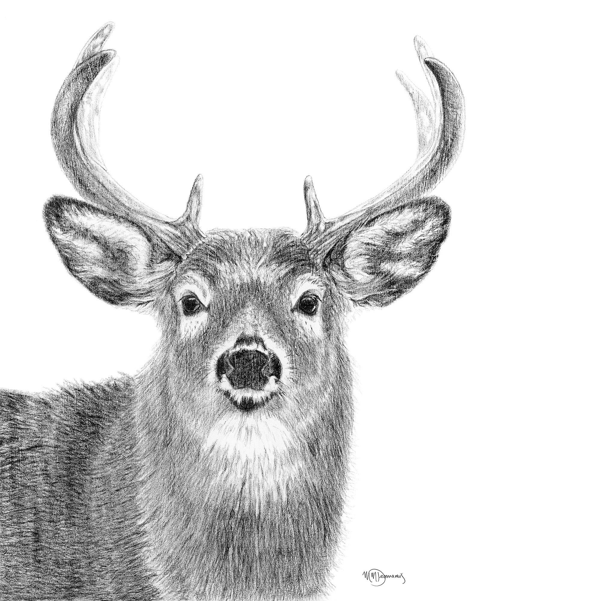 Detailed pencil drawing of a stag with antlers on a white background