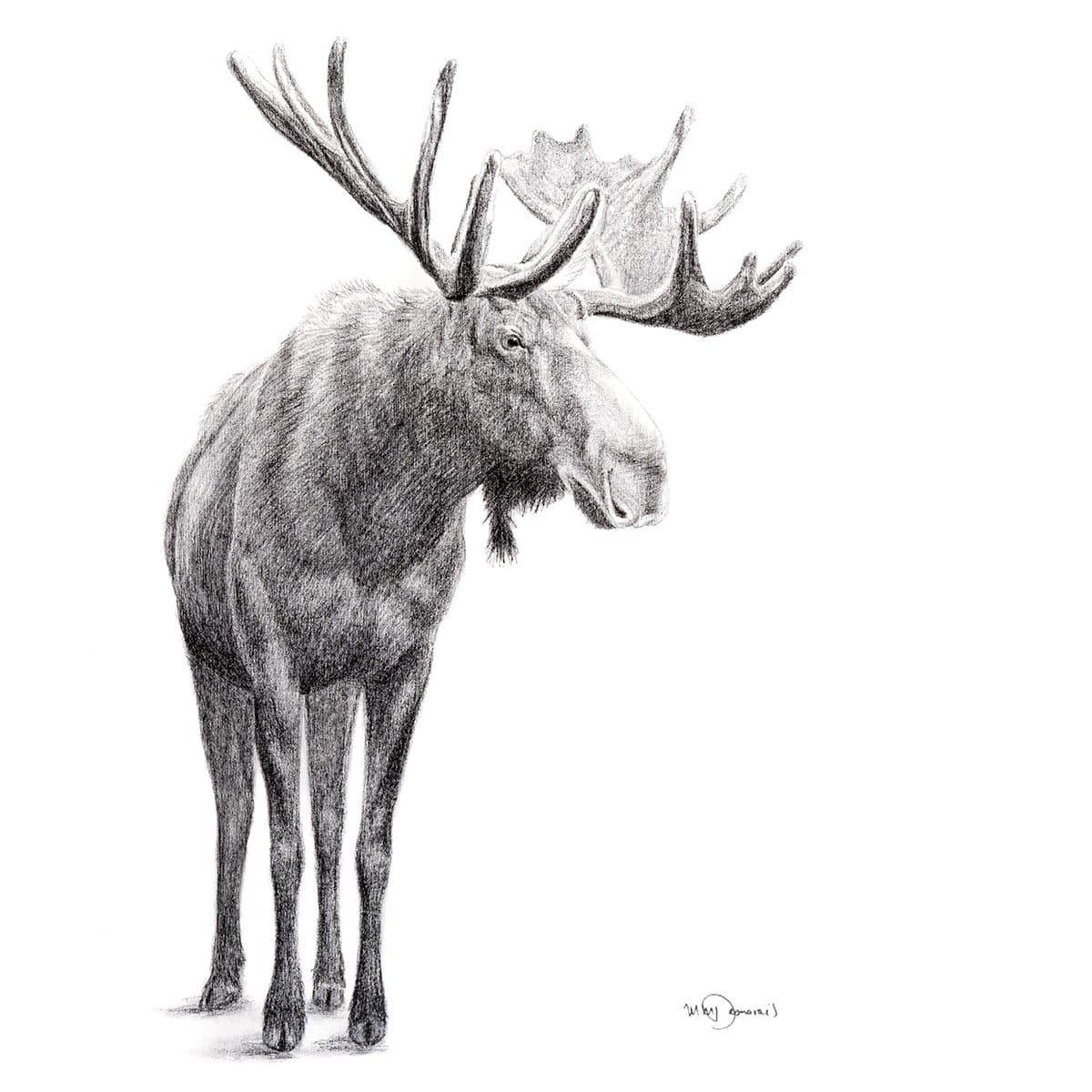 Detailed pencil drawing of a standing moose with large antlers on a white background