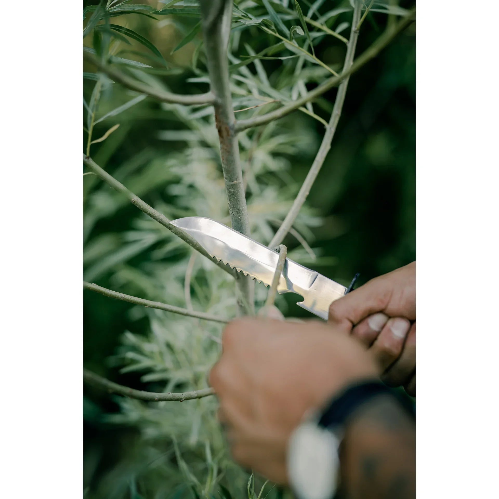 Person pruning tree branch with a serrated survival knife outdoors