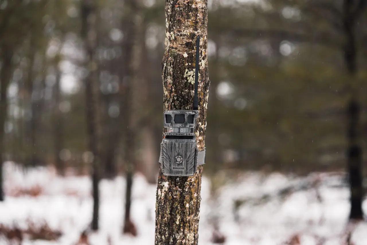 Trail camera strapped to a tree in a snowy forest for wildlife monitoring.