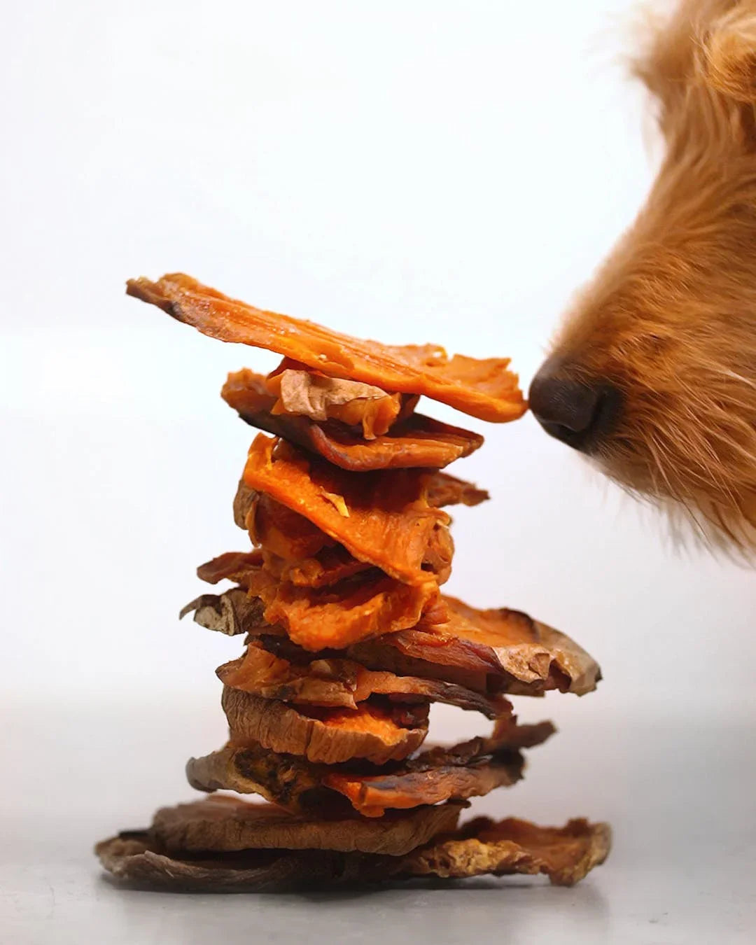 Dog sniffing a stack of natural dehydrated sweet potato dog treats on white background