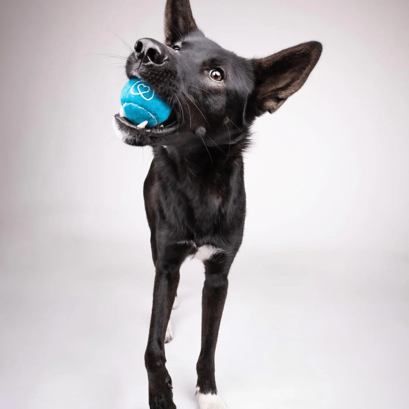 Black dog holding a blue tennis ball in mouth on white background