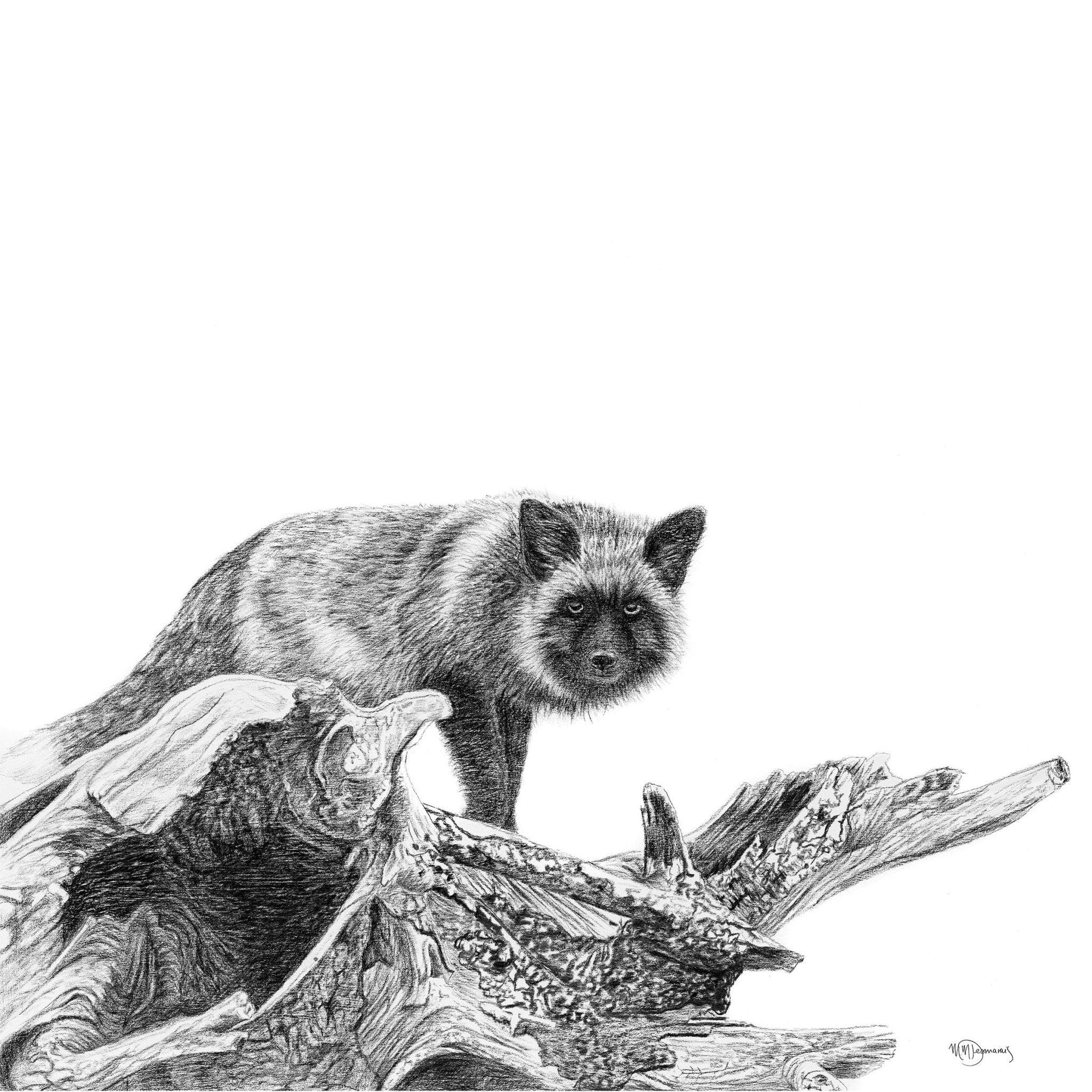 Pencil drawing of a silver fox standing on driftwood against a white background