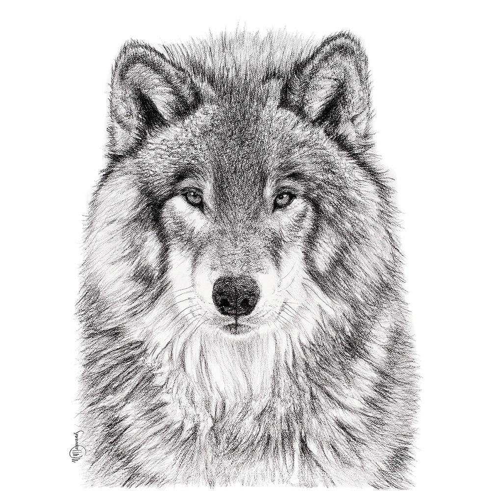 Realistic black and white wolf portrait illustration with detailed fur on white background