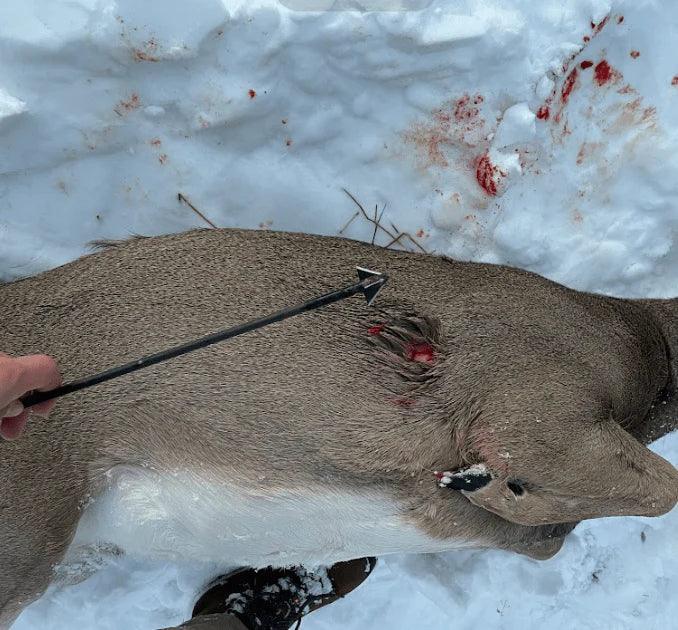 Person holding 4-blade fixed broadhead arrow over hunted deer in snow with blood stains