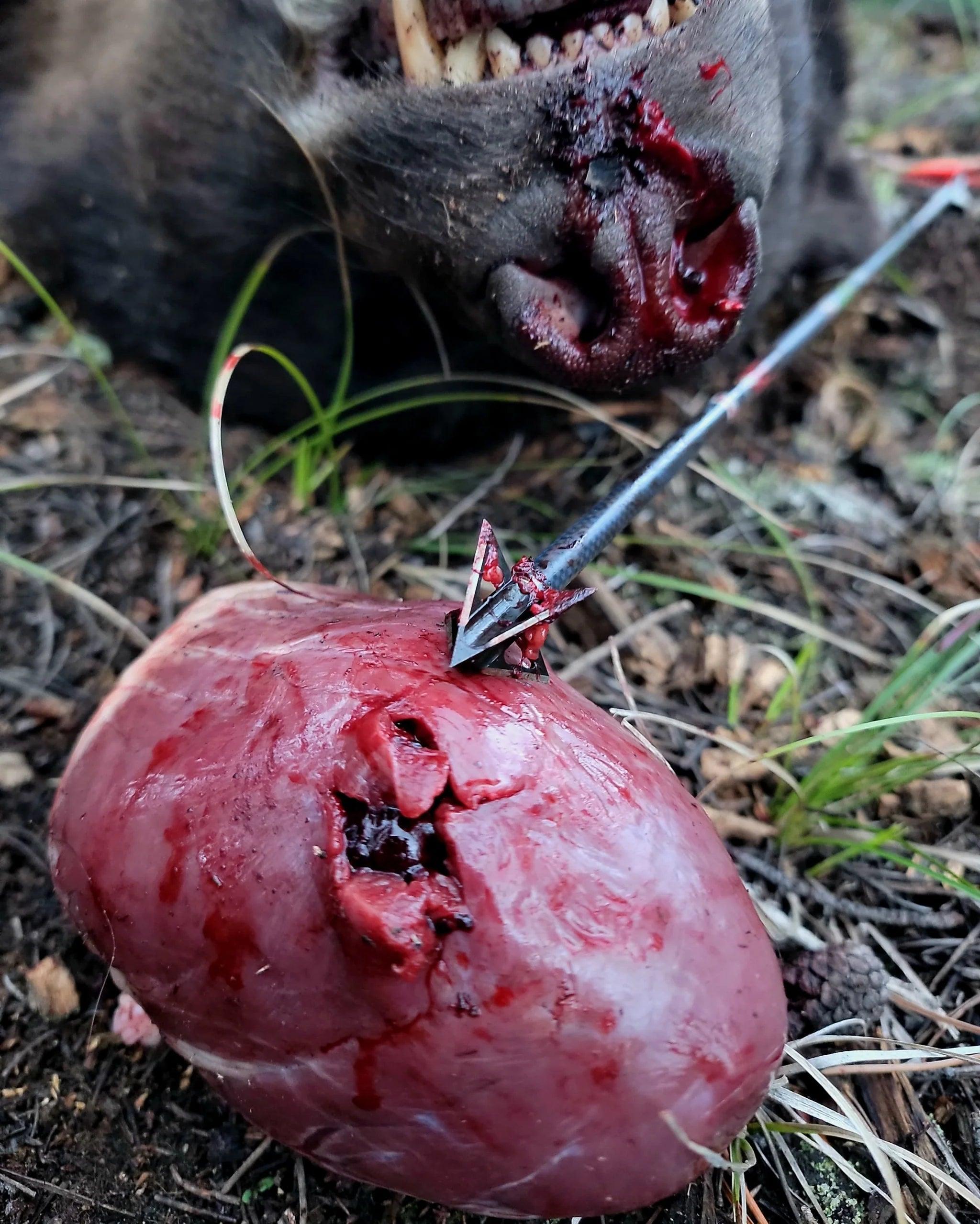 Tooth of the Arrow V-Series 4-blade fixed broadhead piercing animal organ outdoors