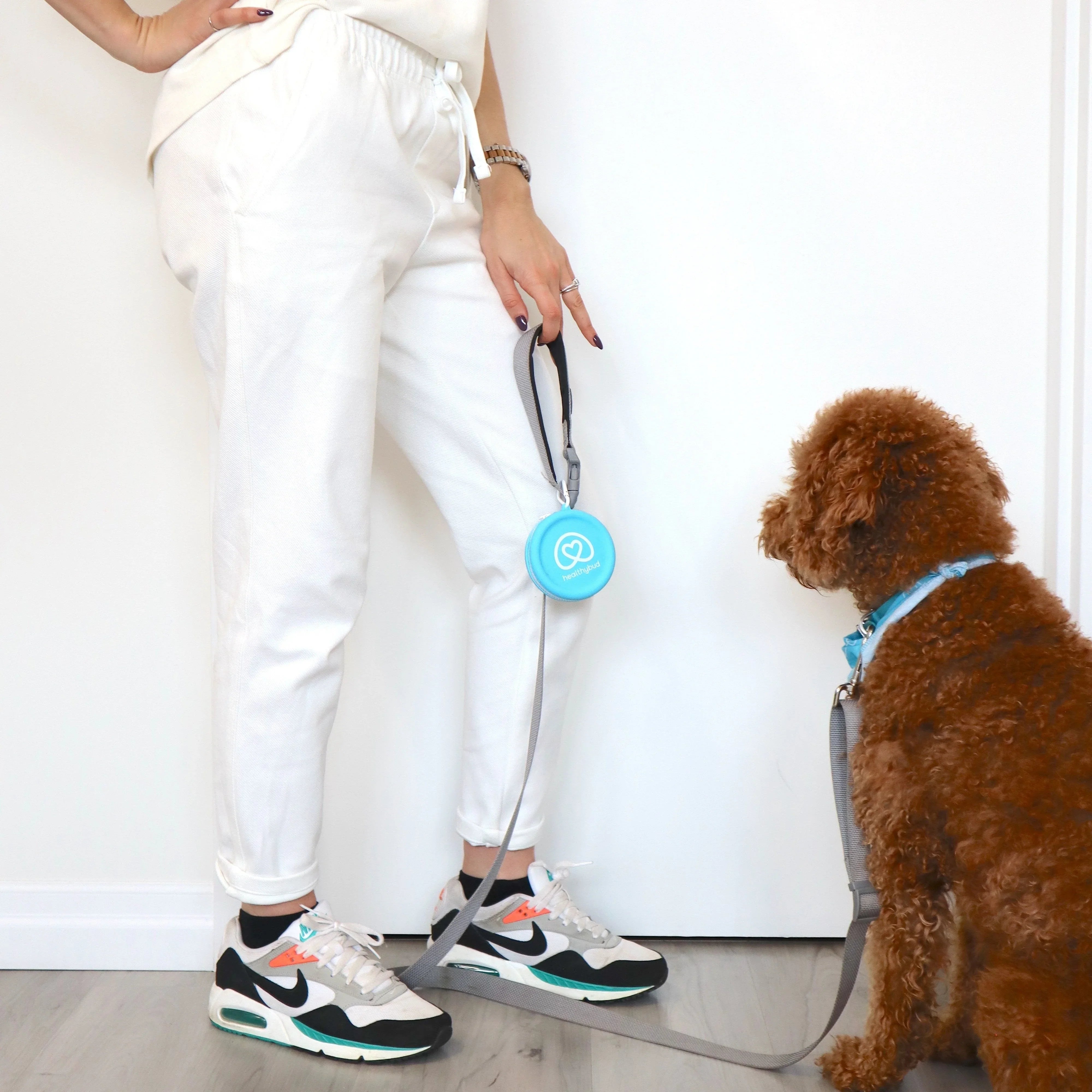 Person in white pants holding dog leash with blue training treat pouch, brown poodle sitting