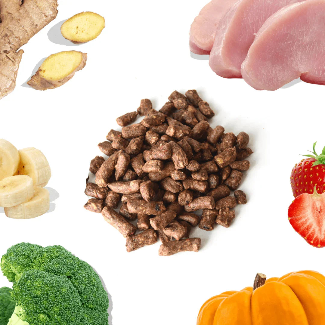 Turkey meal bites with fresh turkey, broccoli, pumpkin, banana, ginger, and strawberry