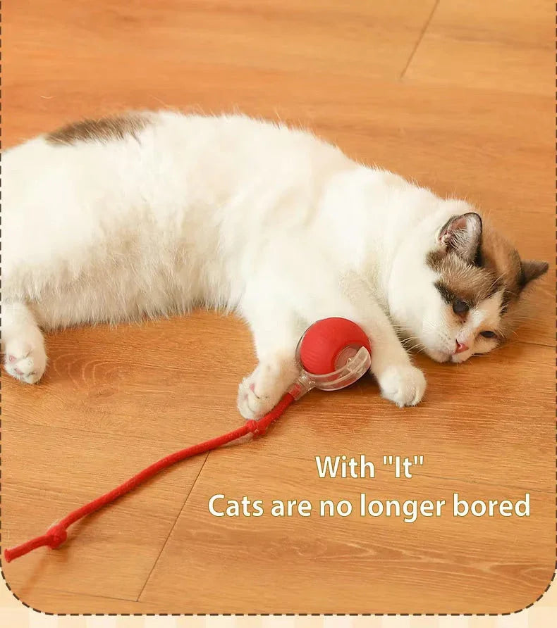 White and brown cat playing with red ball toy with tail on wooden floor, cat toy product.